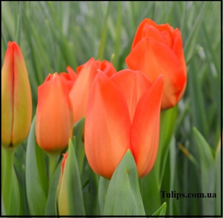 Lalibela - оранжевого цвета, на крепких, высоких стеблях. Бутон до 8 см. Высота 45-60см
